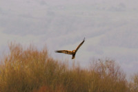 Shapwick Heath Nature Reserve